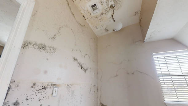 Best Mold Remediation for Healthcare Facilities  in Drexel Hill, PA