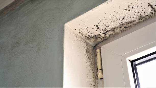 Mold Odor Removal Services in Drexel Hill, PA