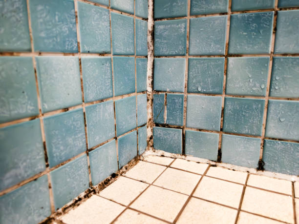Best Emergency Mold Remediation  in Drexel Hill, PA
