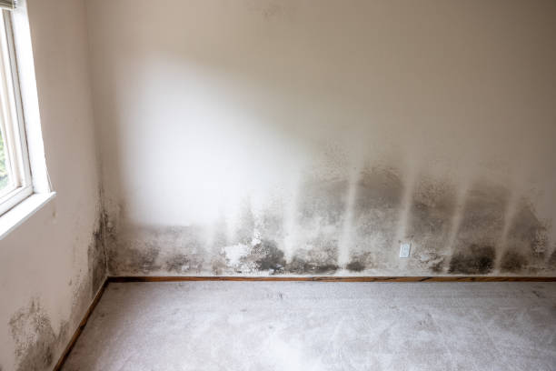 Best Mold Remediation for Rental Properties  in Drexel Hill, PA