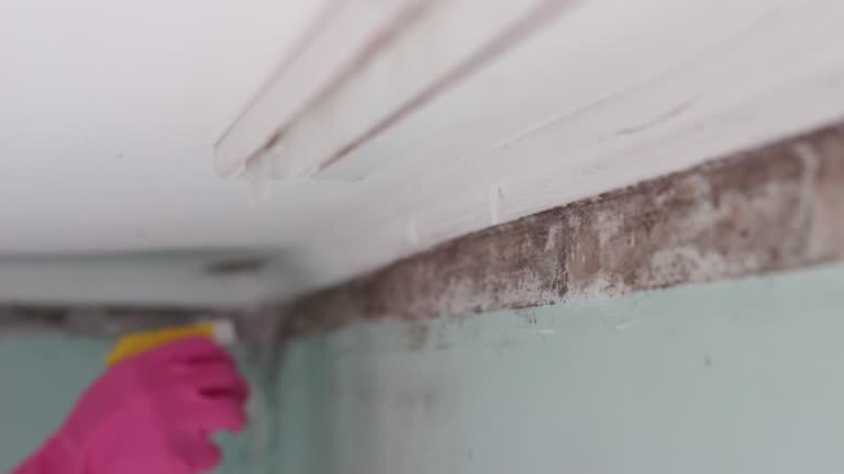 Best Mold Damage Restoration  in Drexel Hill, PA